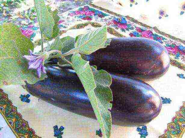 good varieties of eggplant