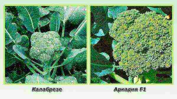 good varieties of broccoli