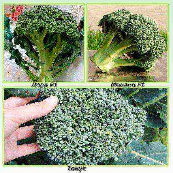 good varieties of broccoli