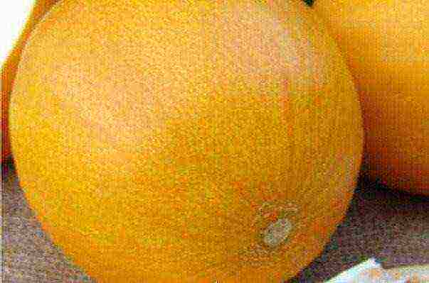 good varieties of melons