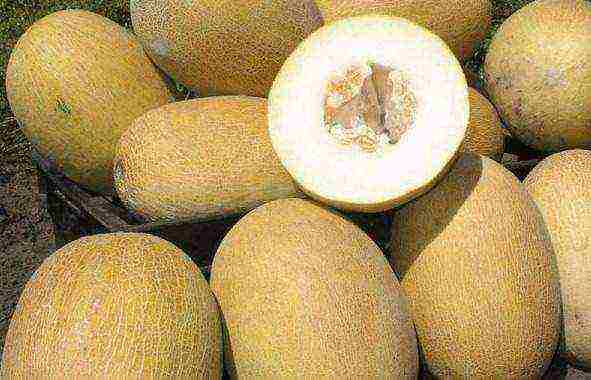 good varieties of melons