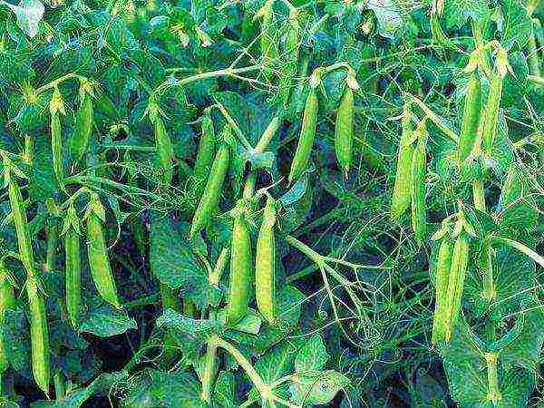 good varieties of peas