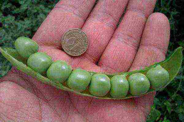 good varieties of peas