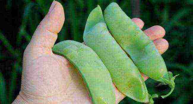 good varieties of peas