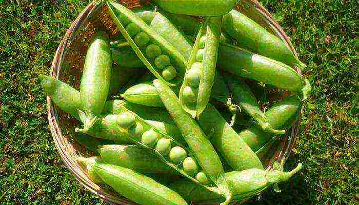 good varieties of peas