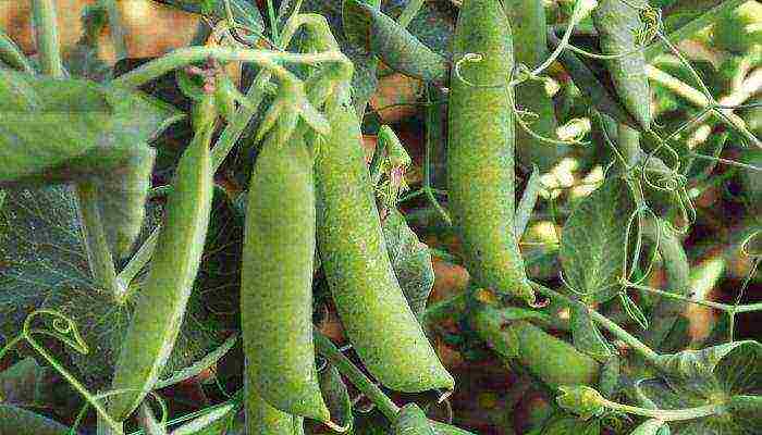 good varieties of peas