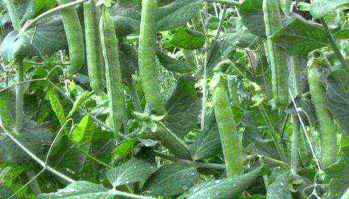 good varieties of peas