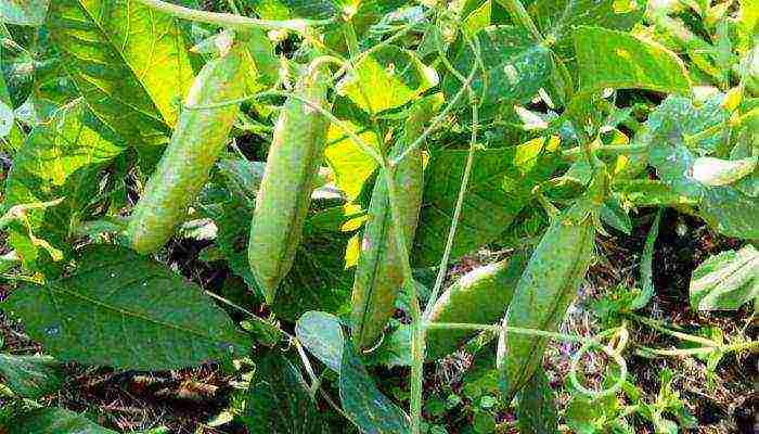 good varieties of peas