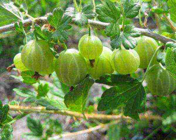 mahusay na mga varieties ng gooseberry