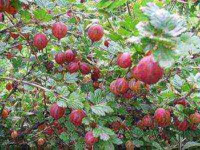 mahusay na mga varieties ng gooseberry