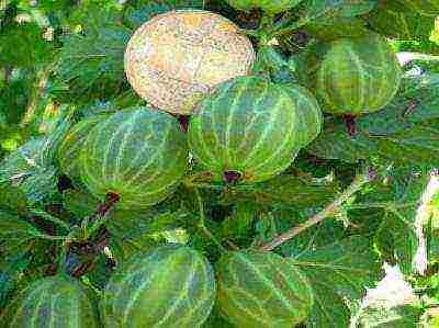 good gooseberry varieties