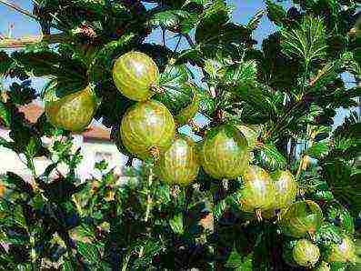 mahusay na mga varieties ng gooseberry