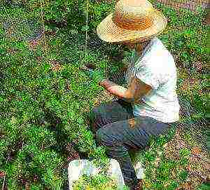 good gooseberry varieties