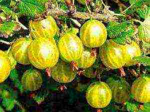 mahusay na mga varieties ng gooseberry