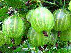 good gooseberry varieties