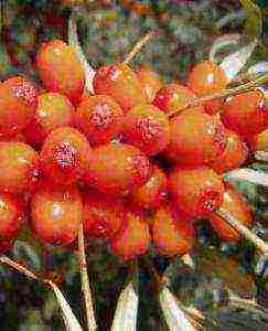 good varieties of sea buckthorn