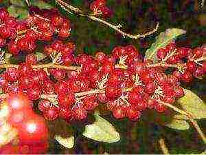 good varieties of sea buckthorn