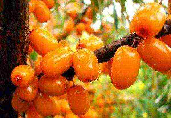 mahusay na mga pagkakaiba-iba ng sea buckthorn