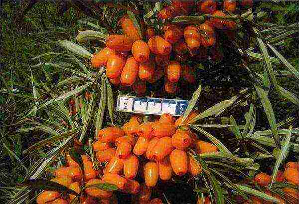 good varieties of sea buckthorn