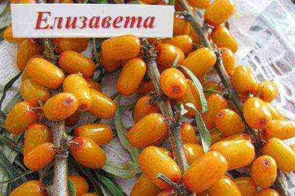 mahusay na mga pagkakaiba-iba ng sea buckthorn