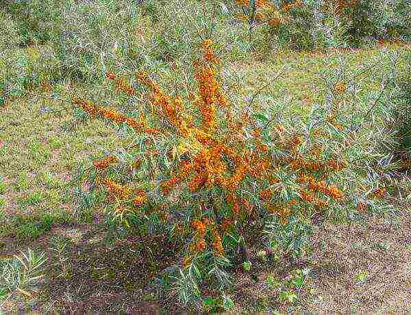 mahusay na mga pagkakaiba-iba ng sea buckthorn