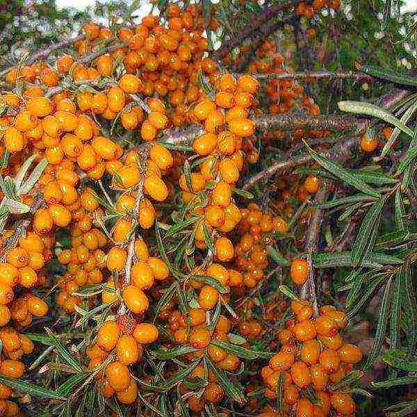 good varieties of sea buckthorn