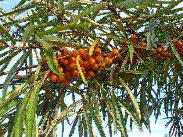 mahusay na mga pagkakaiba-iba ng sea buckthorn