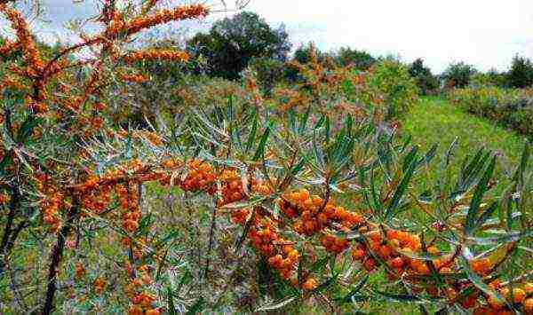 mahusay na mga pagkakaiba-iba ng sea buckthorn