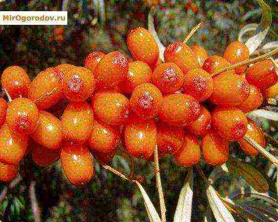 mahusay na mga pagkakaiba-iba ng sea buckthorn