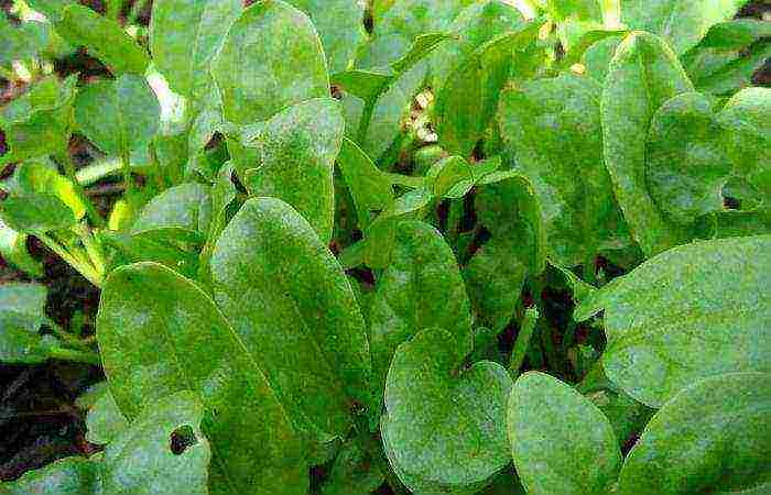 good sorrel varieties