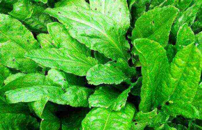 good sorrel varieties