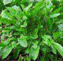 good sorrel varieties