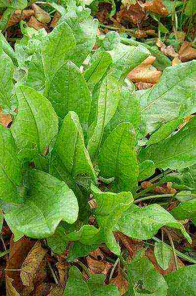 good sorrel varieties