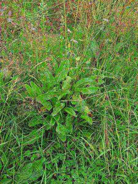 good sorrel varieties