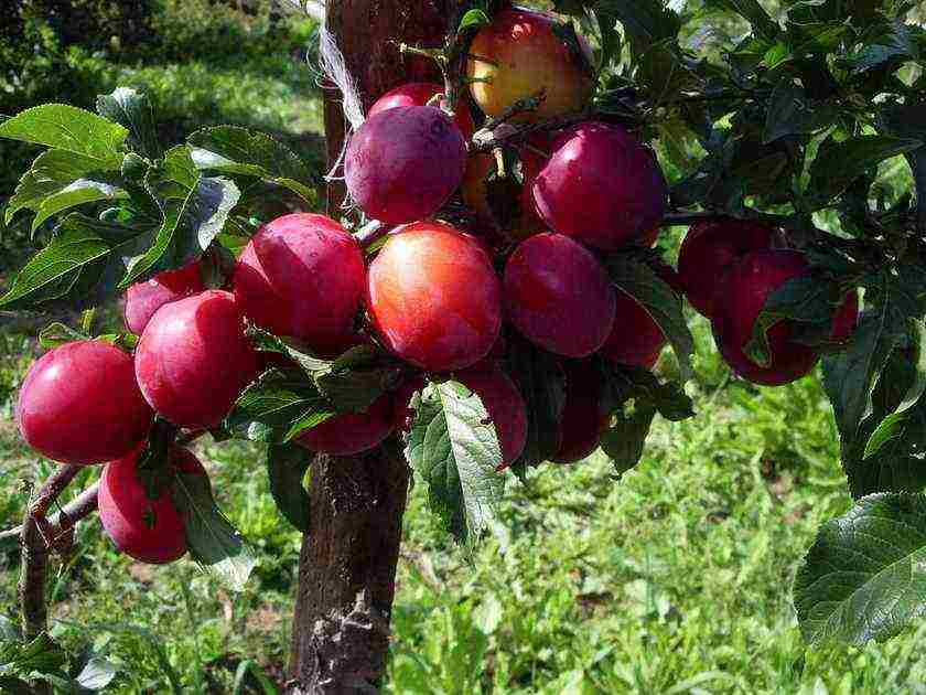 mahusay na mga pagkakaiba-iba ng mga plum