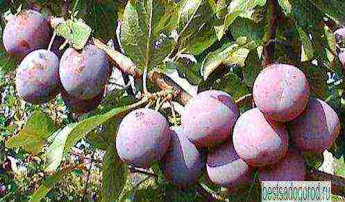 good varieties of plums