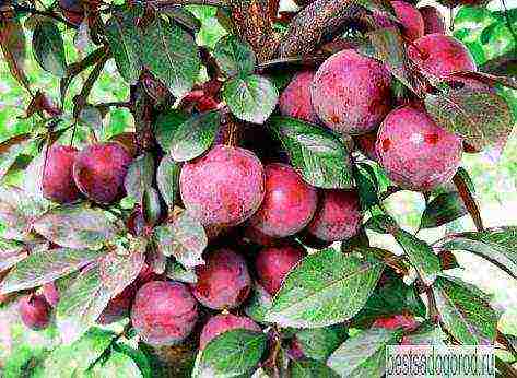 good varieties of plums