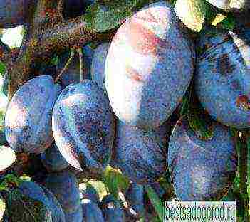 good varieties of plums