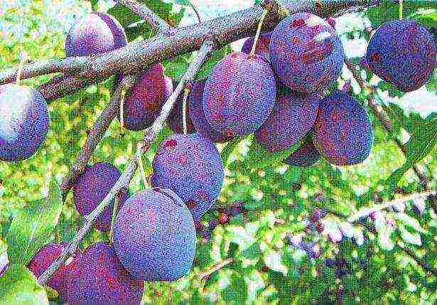 mahusay na mga pagkakaiba-iba ng mga plum