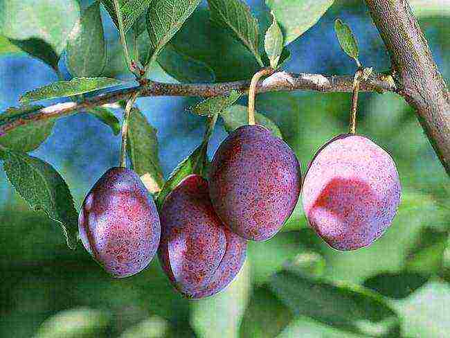 good varieties of plums