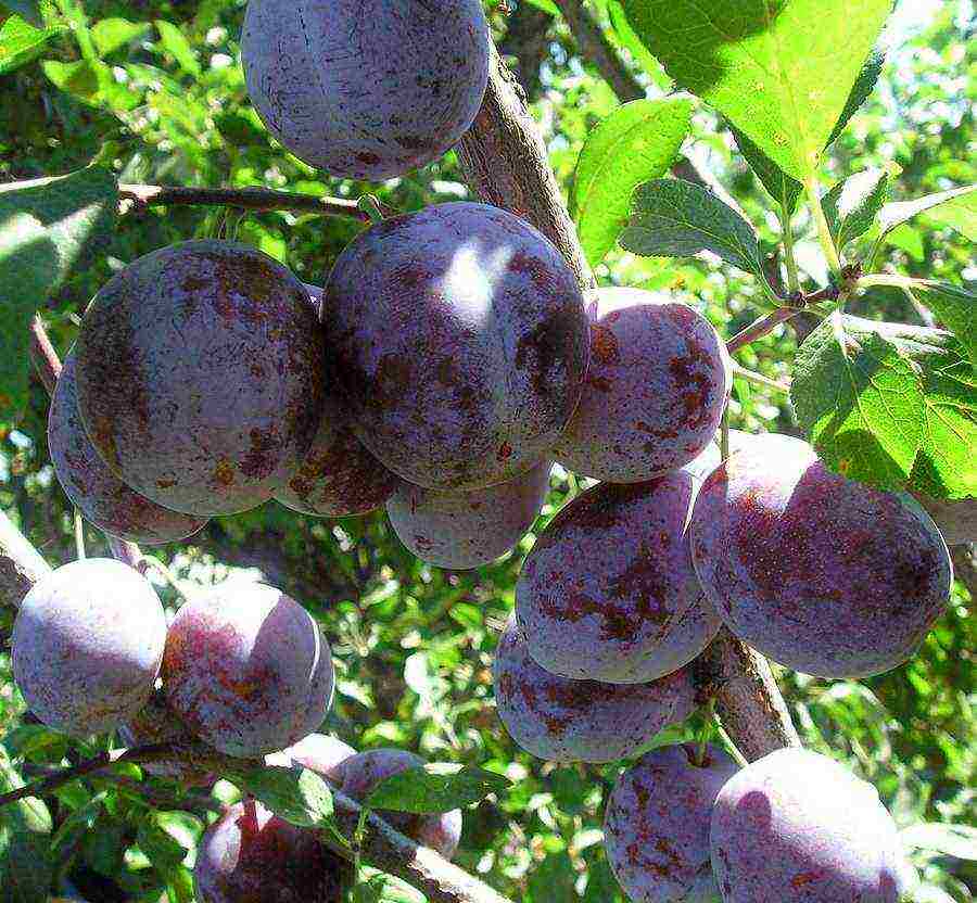 good varieties of plums