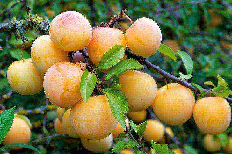 good varieties of plums