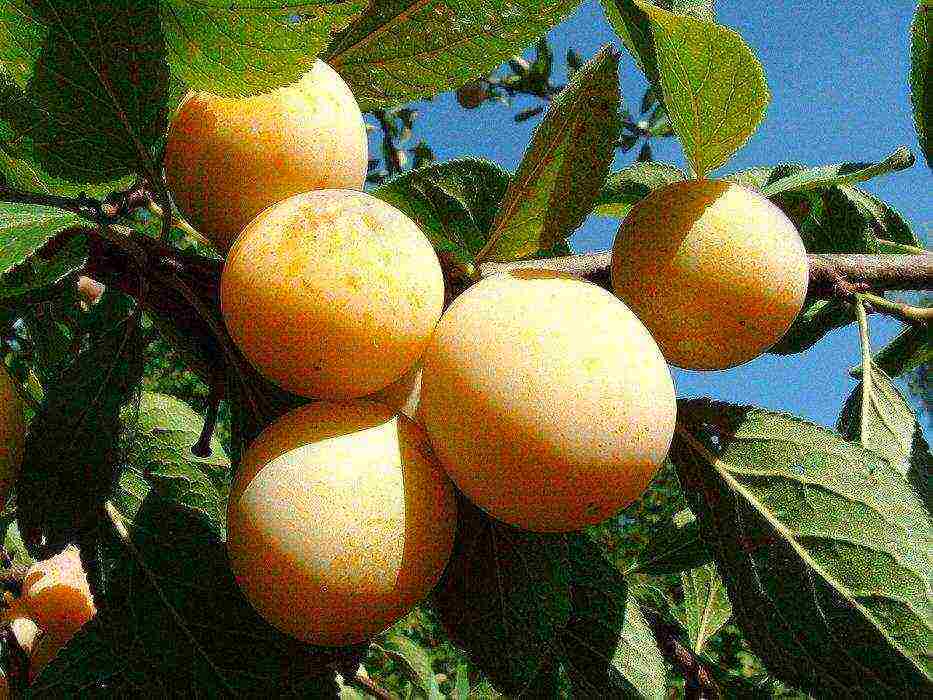 good varieties of plums