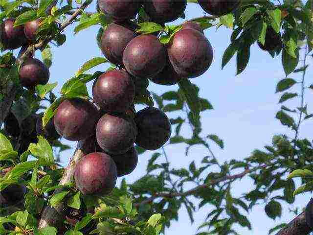 good varieties of plums