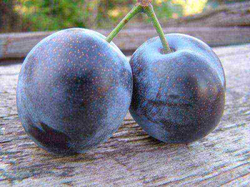 good varieties of plums