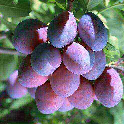 good varieties of plums