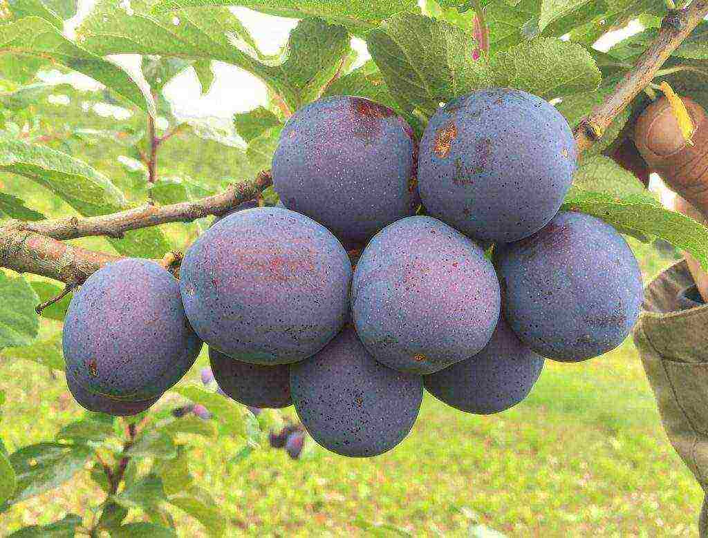 good varieties of plums