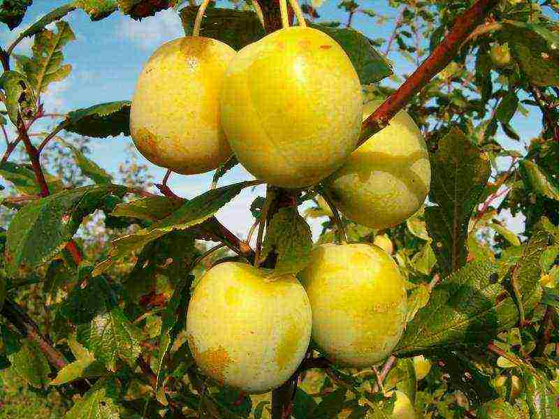 good varieties of plums