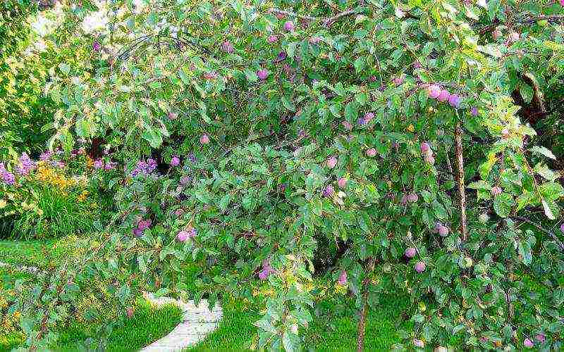 good varieties of plums