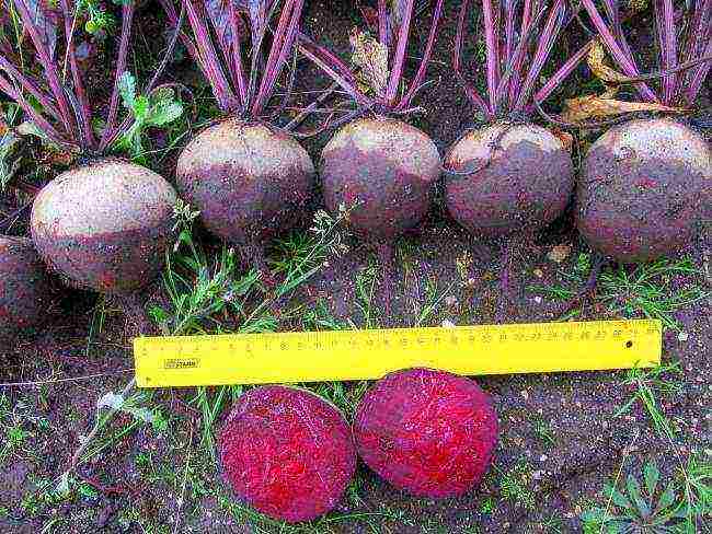 good varieties of beets